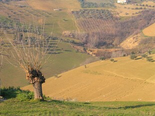 田园孤树风景