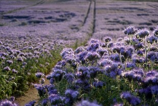 紫色花海田园风光美景