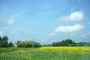 田园油菜花美景