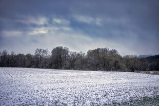 雪覆田野与树林的冬日景