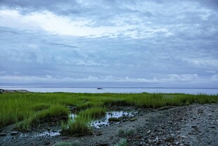 海边湿地景观
