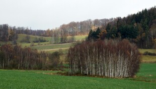 田野间的树林风景