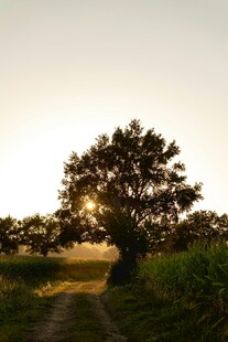 夕阳下的林间小道与孤树