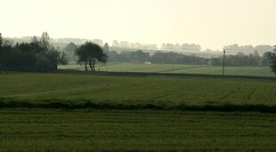 田野晨景
