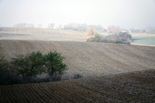 田野风光 稀疏树木与耕地
