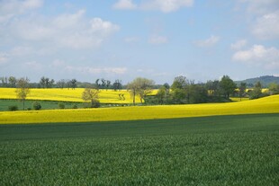 春日田野油菜花风景图