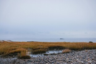 海边湿地风景