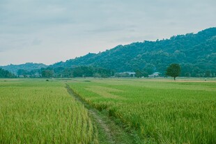 田园绿野间的乡间小路