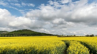 金黄油菜田 田园好风光