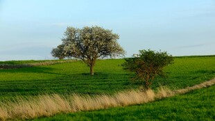 田野孤树风景图