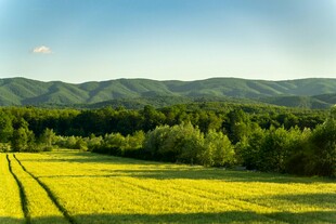 金黄田野与远山绿树美景