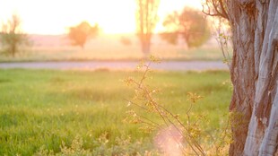 夕阳下的树与翠绿田野