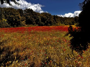 山间红草地美景