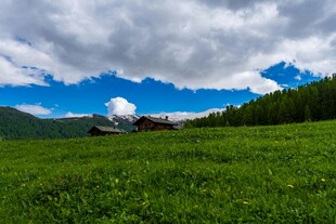 草原风光 蓝天白云绿树