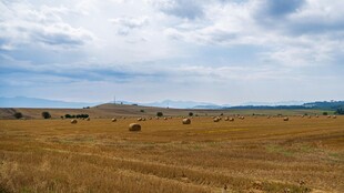 广袤田野上的悠闲牧景