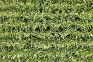 翠绿茂密的人工草坪