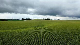 广袤绿野上的 沉天空