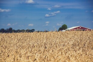 金黄麦田中的红顶建筑