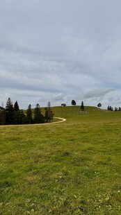 草原风光 远处树木葱郁
