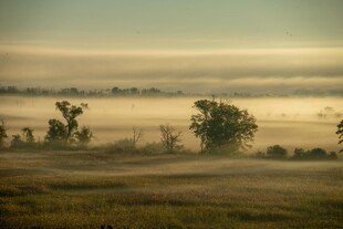 晨雾弥漫的田野风光
