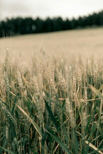 金黄麦田 自然田园风光