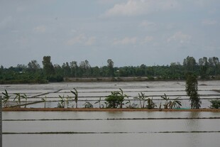水田风光 远处林木葱茏