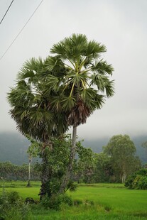 田野中的高大棕榈树