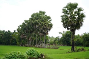 绿意盎然的户外棕榈树景观