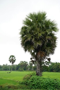 田野中的高大棕榈树