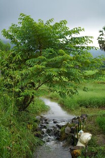 溪边绿树潺潺流水美景