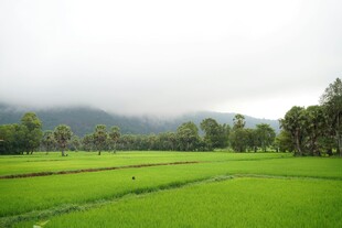 田园绿野风光
