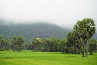 绿野山林间的清新景致