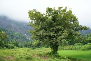 田野中独立的茂盛大树