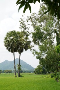 田园绿树间的自然美景