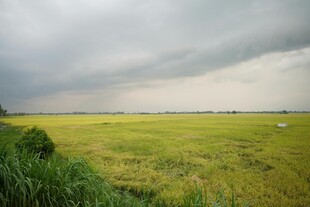 田野上空的 沉乌云
