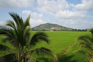 绿野椰树旁的远山美景