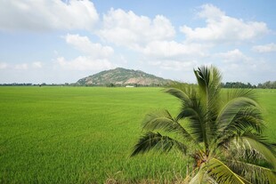 田园绿野风光