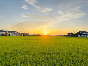 夕阳下的绿色稻田美景