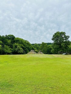 绿意盎然的开阔草地景观
