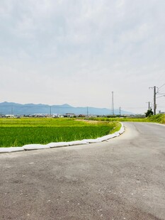 乡间公路旁的翠绿田野