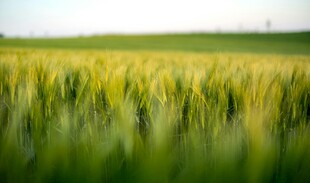 金黄麦田 自然田园风光