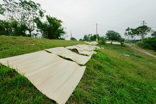 草地上晾晒的米色布料