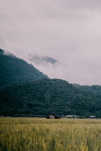 山间麦田 云雾缭绕之景