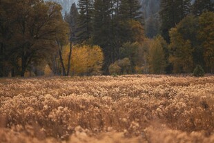 秋日旷野 金黄草与林木之景