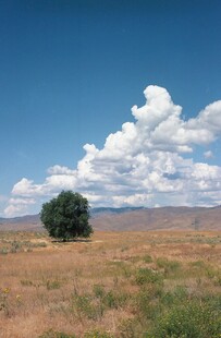 旷野孤树 蓝天白云之景