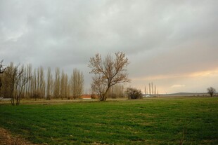 田野暮色中的树木景观