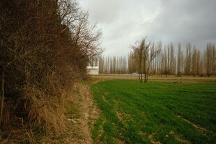 田野旁的枯树与葱郁草地