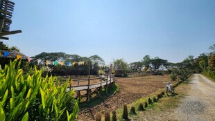 乡村田园风光小路景色