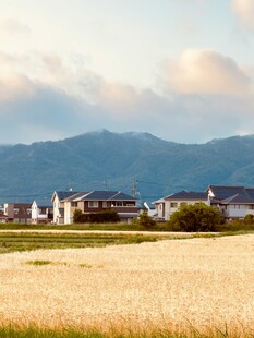 田园麦田与远山美景