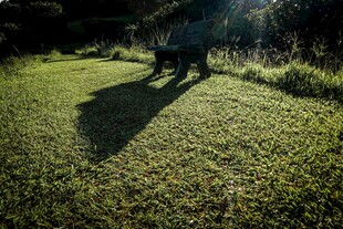 阳光下的草地与动物影子